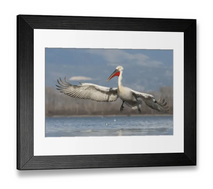 Framed Print : Dalmatian pelican (Pelecanus crispus) landing on Lake Kerkini, Macedonia, Greece