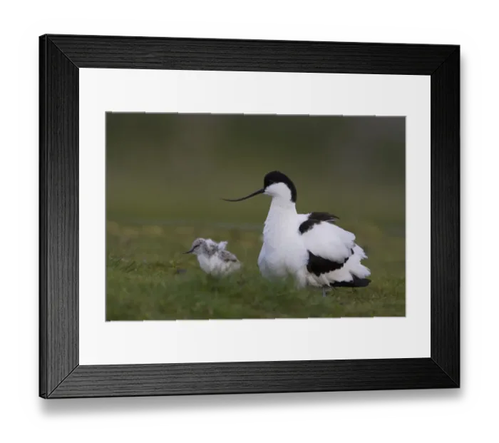 Framed Print : Avocet (Recurvirostra avosetta) with chick, Texel, The Netherlands, May 2009
