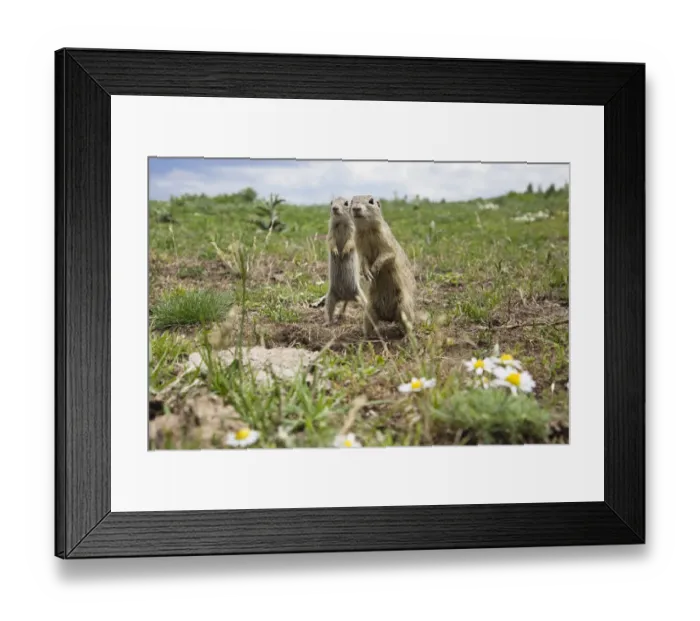 Framed Print : Two European sousliks (Spermophilus citellus) standing alert, Slovakia, June 2008 Framed Print : Two European sousliks (Spermophilus citellus) standing alert, Slovakia, June 2008