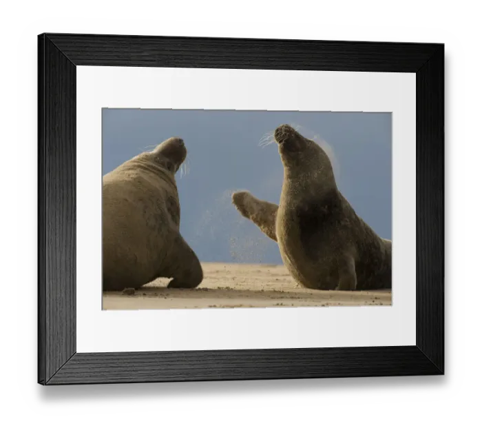 Framed Print : Two Grey seals (Halichoerus grypus) fighting, Donna Nook, Lincolnshire, UK, November 2008 Framed Print : Two Grey seals (Halichoerus grypus) fighting, Donna Nook, Lincolnshire, UK, November 2008