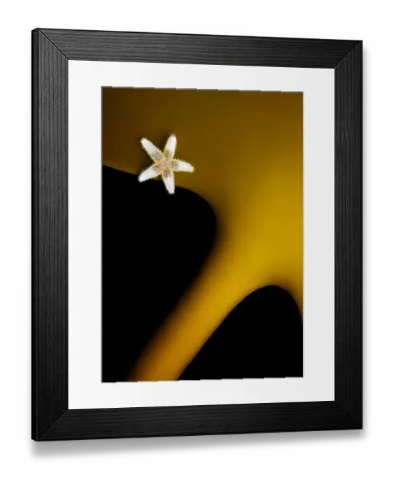 Framed Print : Common starfish (Asterias rubens) on Kelp (Laminaria sp) Smgen, Bohuslan Sweden, May 2005 Framed Print : Common starfish (Asterias rubens) on Kelp (Laminaria sp) Smgen, Bohuslan Sweden, May 2005