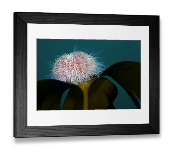 Framed Print : Edible sea urchin (Echinus esculentus) on Kelp, Saltstraumen, Bod, Norway, October 2008 Framed Print : Edible sea urchin (Echinus esculentus) on Kelp, Saltstraumen, Bod, Norway, October 2008