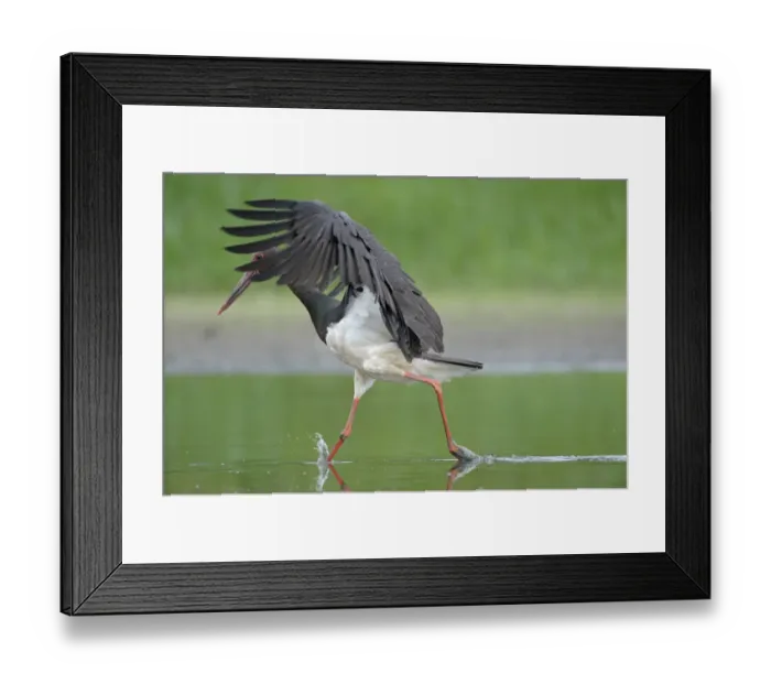 Framed Print : Black stork (Ciconia nigra) just after landing in river, Elbe Biosphere Reserve, Lower Saxony Framed Print : Black stork (Ciconia nigra) just after landing in river, Elbe Biosphere Reserve, Lower Saxony