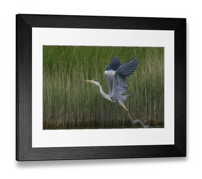 Framed Print : Grey heron (Ardea cinerea) taking off, Texel, Netherlands, May 2009 Framed Print : Grey heron (Ardea cinerea) taking off, Texel, Netherlands, May 2009