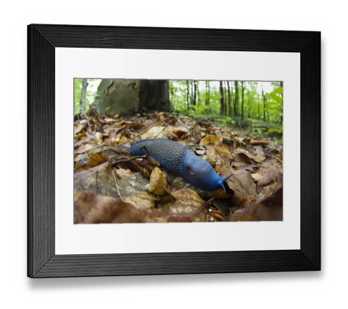 Framed Print : Male Carpathian blue slug (Bielzia coerulans) Morske Oko Reserve, Slovakia, June 2008 Framed Print : Male Carpathian blue slug (Bielzia coerulans) Morske Oko Reserve, Slovakia, June 2008