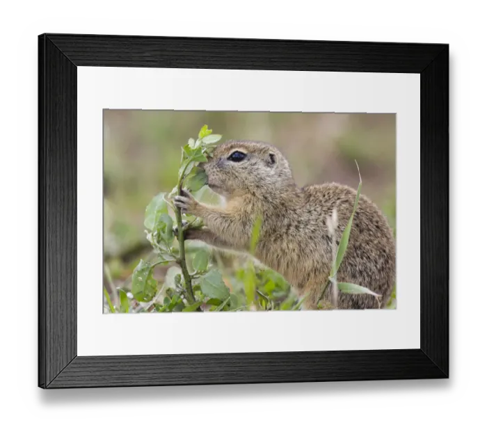 Framed Print : European souslik (Spermophilus citellus) feeding, Slovakia, June 2008 Framed Print : European souslik (Spermophilus citellus) feeding, Slovakia, June 2008