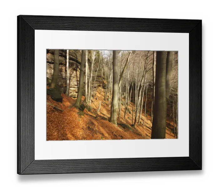 Framed Print : Wood on Stribrne Steny (459m) with fallen leaves on ground, Hrensko, Ceske Svycarsko