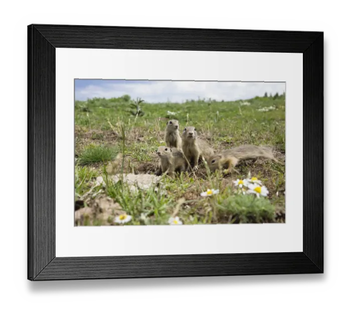 Framed Print : European souslik (Spermophilus citellus) family, Slovakia, June 2008 Framed Print : European souslik (Spermophilus citellus) family, Slovakia, June 2008