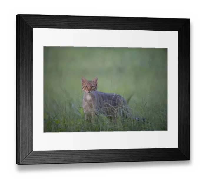 Framed Print : Wild cat (Felis silvestris) Codrii Forest Reserve, Moldova, June Framed Print : Wild cat (Felis silvestris) Codrii Forest Reserve, Moldova, June