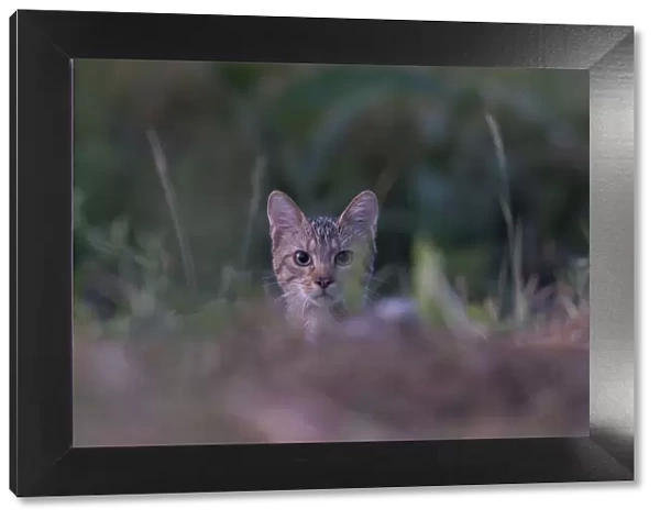 Wild cat (Felis silvestris) portrait, Codrii Forest Reserve, Moldova, June