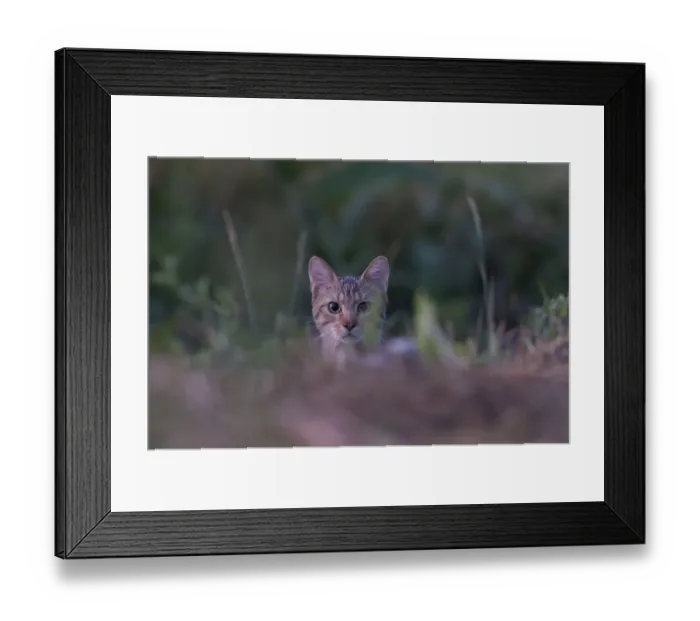 Framed Print : Wild cat (Felis silvestris) portrait, Codrii Forest Reserve, Moldova, June Framed Print : Wild cat (Felis silvestris) portrait, Codrii Forest Reserve, Moldova, June