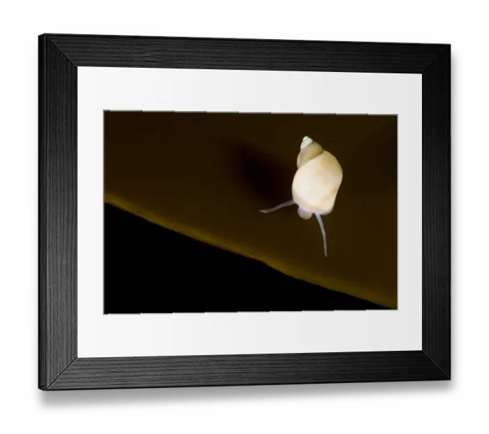 Framed Print : Banded chink shell (Lacuna vincta) on Kelp leaf, Saltstraumen, Bod, Norway, October 2008 Framed Print : Banded chink shell (Lacuna vincta) on Kelp leaf, Saltstraumen, Bod, Norway, October 2008