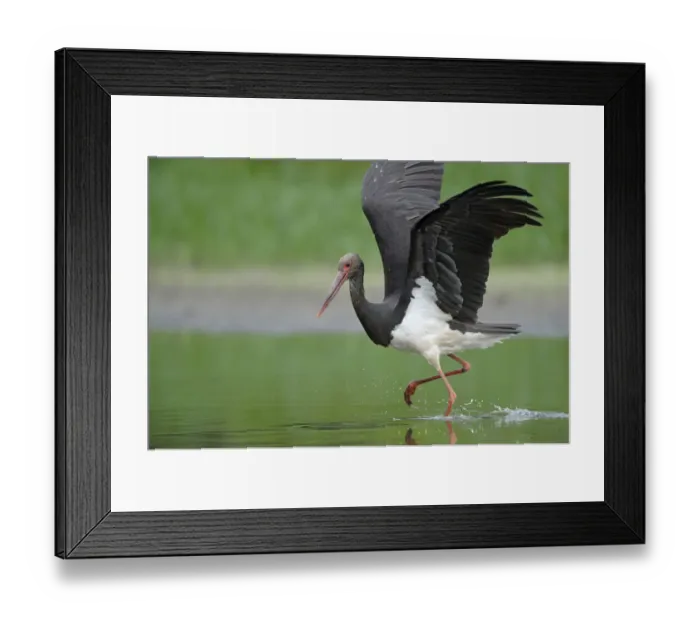 Framed Print : Black stork (Ciconia nigra) just after landing, Elbe Biosphere Reserve, Lower Saxony Framed Print : Black stork (Ciconia nigra) just after landing, Elbe Biosphere Reserve, Lower Saxony