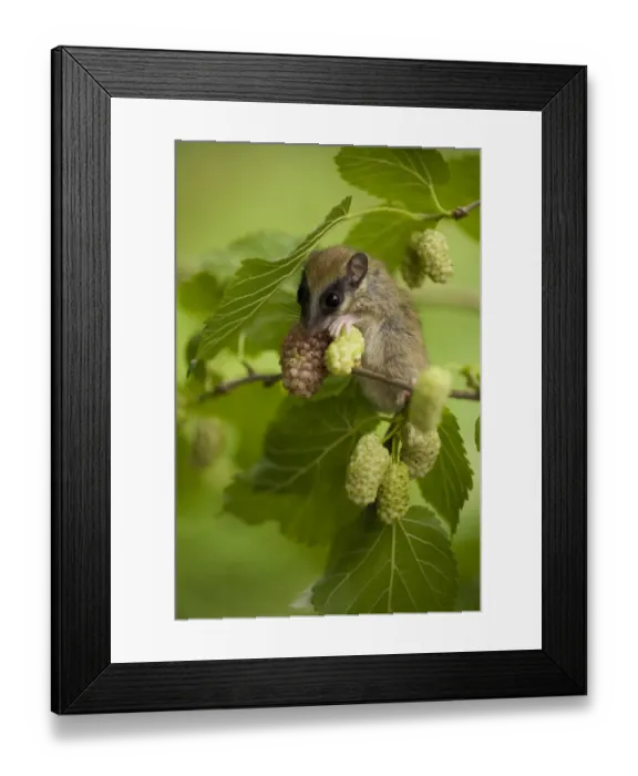 Framed Print : Forest dormouse (Dryomys nitedula) feeding, Muselievo, Nigopol, Bulgaria, June 2008 Framed Print : Forest dormouse (Dryomys nitedula) feeding, Muselievo, Nigopol, Bulgaria, June 2008