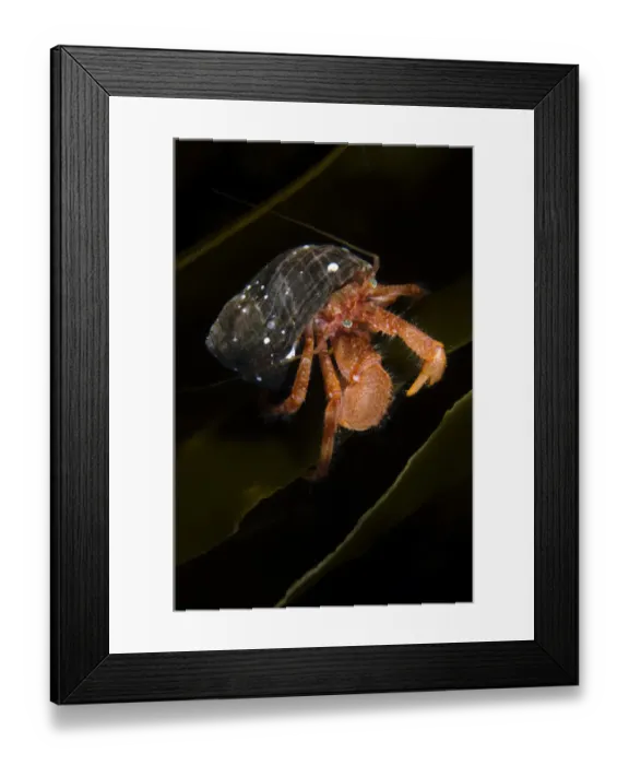 Framed Print : Hermit crab (Pagurus pubescens) on Kelp, Saltstraumen, Bod, Norway, October 2008 Framed Print : Hermit crab (Pagurus pubescens) on Kelp, Saltstraumen, Bod, Norway, October 2008