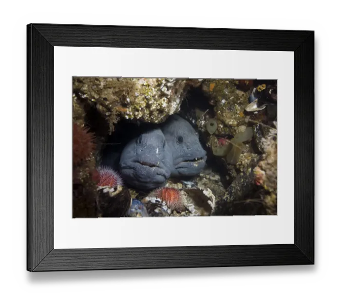 Framed Print : Two Atlantic wolffish (Anarhichas lupus) looking out of hole, Saltstraumen, Bod, Norway Framed Print : Two Atlantic wolffish (Anarhichas lupus) looking out of hole, Saltstraumen, Bod, Norway
