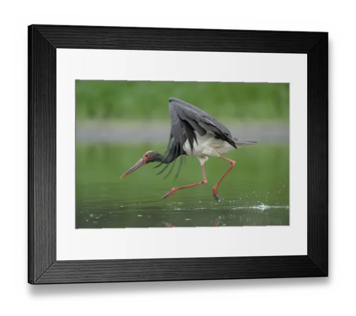 Framed Print : Black stork (Ciconia nigra) landing in water, Elbe Biosphere Reserve, Lower Saxony