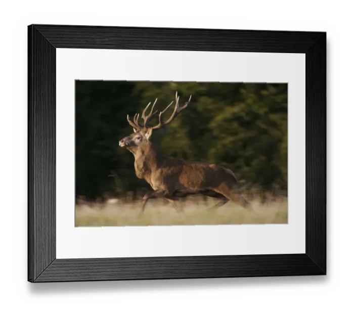 Framed Print : Red deer (Cervus elaphus) stag running, Klampenborg Dyrehaven, Denmark, September 2008 Framed Print : Red deer (Cervus elaphus) stag running, Klampenborg Dyrehaven, Denmark, September 2008