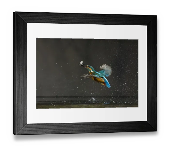 Framed Print : Common kingfisher (Alcedo atthis) in flight with fish prey, Balatonfuzfo, Hungary Framed Print : Common kingfisher (Alcedo atthis) in flight with fish prey, Balatonfuzfo, Hungary