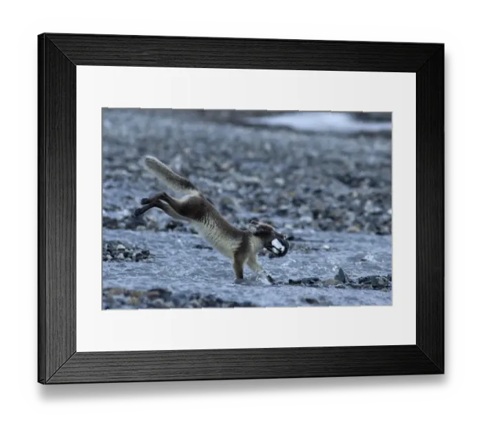 Framed Print : Arctic fox (Alopex lagopus) running carrying prey, Alkehornet, Svalbard, Norway