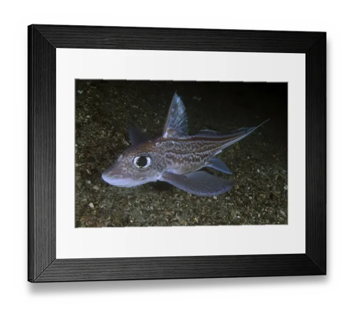 Framed Print : Ratfish / Ghost shark (Chimaera monstrosa) on fjord bed, Trondheimsfjorden, Norway Framed Print : Ratfish / Ghost shark (Chimaera monstrosa) on fjord bed, Trondheimsfjorden, Norway