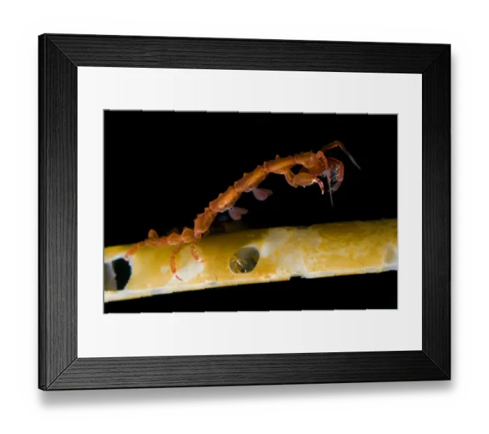 Framed Print : Skeleton shrimp (Caprellidea sp) on a hydroid, Saltstraumen, Bod, Norway, October 2008 Framed Print : Skeleton shrimp (Caprellidea sp) on a hydroid, Saltstraumen, Bod, Norway, October 2008