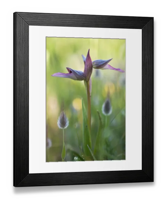 Framed Print : Tongue orchid (Serapias lingua) in flower, Gargano NP, Gargano Peninsula, Apulia Framed Print : Tongue orchid (Serapias lingua) in flower, Gargano NP, Gargano Peninsula, Apulia