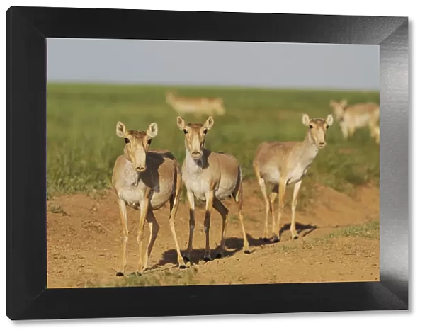 Three female Saiga antelopes (Saiga tatarica) Cherniye Zemli (Black Earth) Nature Reserve