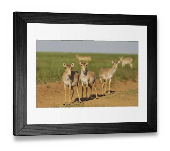 Framed Print : Three female Saiga antelopes (Saiga tatarica) Cherniye Zemli (Black Earth) Nature Reserve Framed Print : Three female Saiga antelopes (Saiga tatarica) Cherniye Zemli (Black Earth) Nature Reserve