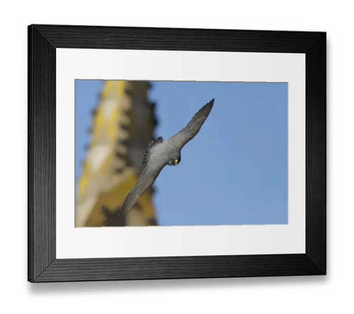 Framed Print : Peregrine falcon (Falco peregrinus) in flight, Barcelona, Spain, April