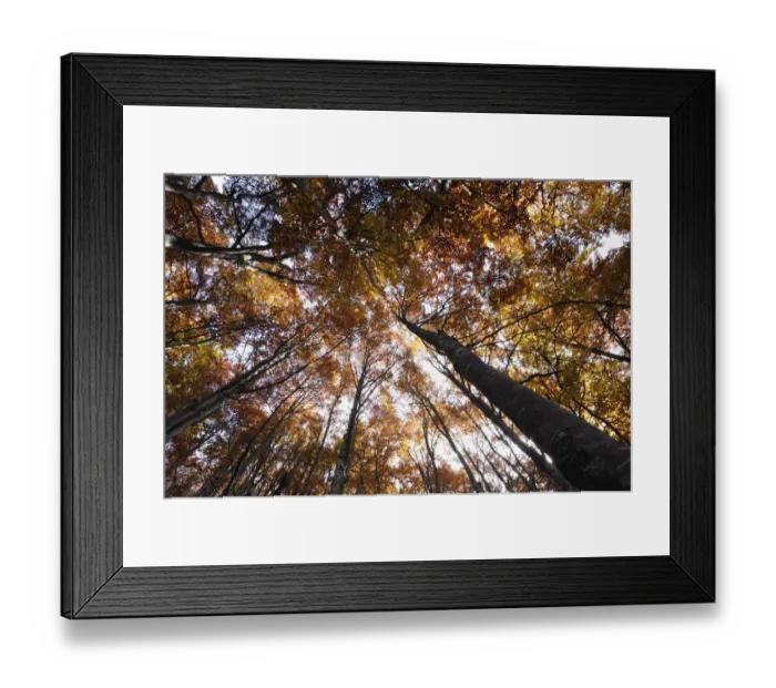 Framed Print : Looking up into Beech (Fagus sp) forest canopy in autumn, Piatra Craiului NP, Transylvania Framed Print : Looking up into Beech (Fagus sp) forest canopy in autumn, Piatra Craiului NP, Transylvania
