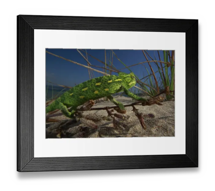 Framed Print : Juvenile African chameleon (Chamaeleo africanus) on twig, Southern Peloponnes, Greece, May 2009 Framed Print : Juvenile African chameleon (Chamaeleo africanus) on twig, Southern Peloponnes, Greece, May 2009