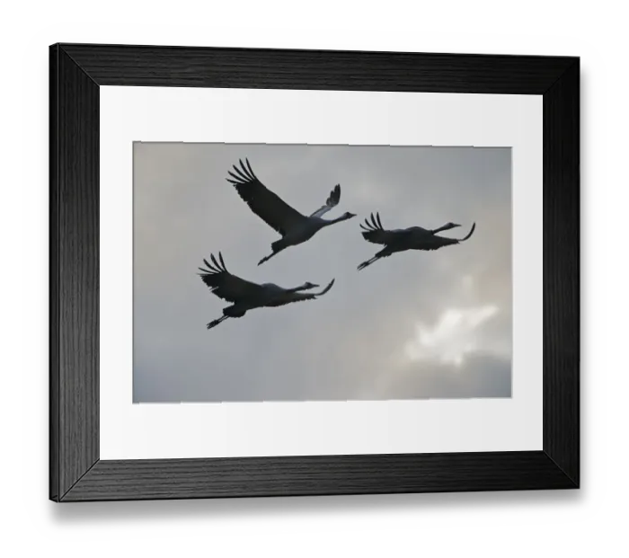 Framed Print : Three Common cranes (Grus grus) in flight, Brandenburg, Germany, October 2008 Framed Print : Three Common cranes (Grus grus) in flight, Brandenburg, Germany, October 2008