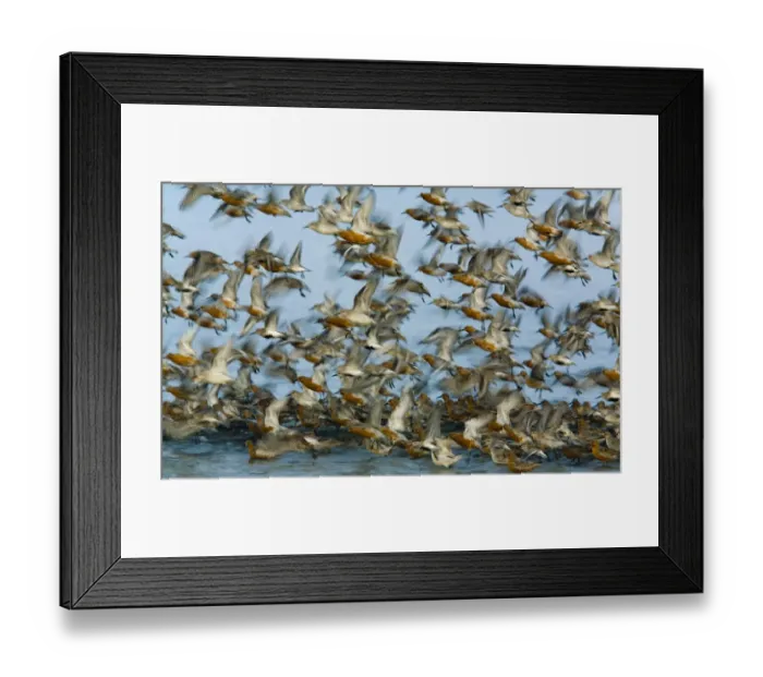 Framed Print : Flock of Dunlin (Calidris alpina) and Knot (Calidris canutus) taking off, Grossmorsum Framed Print : Flock of Dunlin (Calidris alpina) and Knot (Calidris canutus) taking off, Grossmorsum