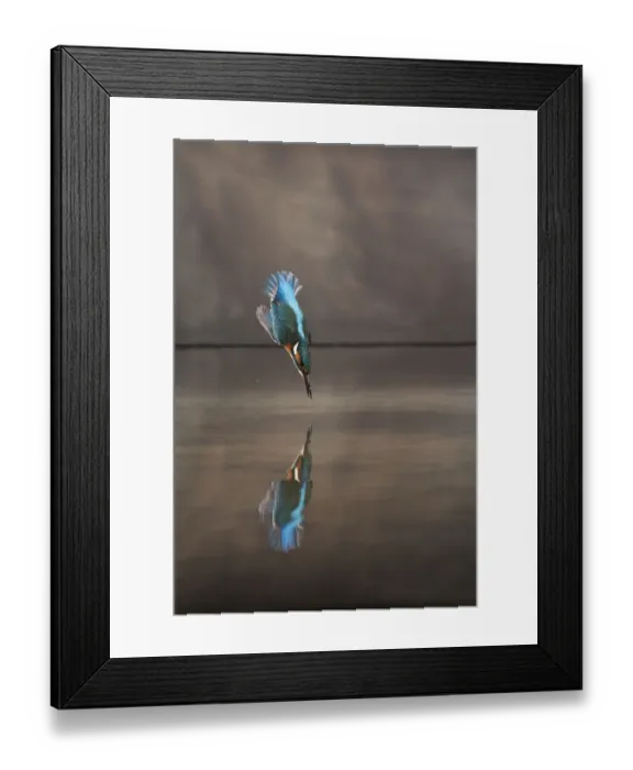 Framed Print : Common kingfisher (Alcedo atthis) diving into water hunting, Balatonfuzfo, Hungary