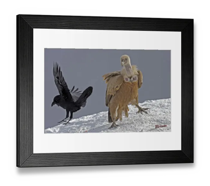 Framed Print : Griffon vulture (Gyps fulvus) and Raven (Corvus corax) in snow, Cebollar, Torla, Aragon Framed Print : Griffon vulture (Gyps fulvus) and Raven (Corvus corax) in snow, Cebollar, Torla, Aragon