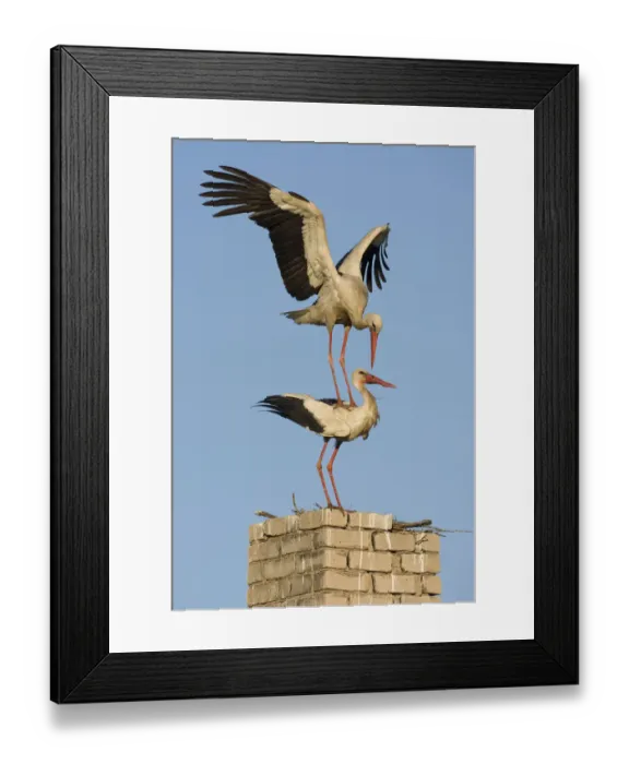 Framed Print : White stork (Ciconia ciconia) pair before mating at nest site on old chimney, Rusne Framed Print : White stork (Ciconia ciconia) pair before mating at nest site on old chimney, Rusne