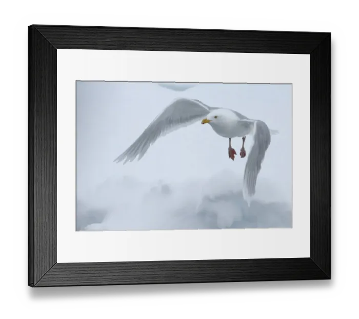 Framed Print : Glaucous gull (Larus hyperboreus) in flight, Moselbukta, Svalbard, Norway, July 2008 Framed Print : Glaucous gull (Larus hyperboreus) in flight, Moselbukta, Svalbard, Norway, July 2008