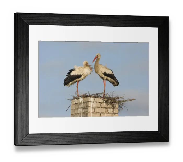 Framed Print : White stork (Ciconia ciconia) pair at nest on old chimney, Rusne, Nemunas Regional Park Framed Print : White stork (Ciconia ciconia) pair at nest on old chimney, Rusne, Nemunas Regional Park