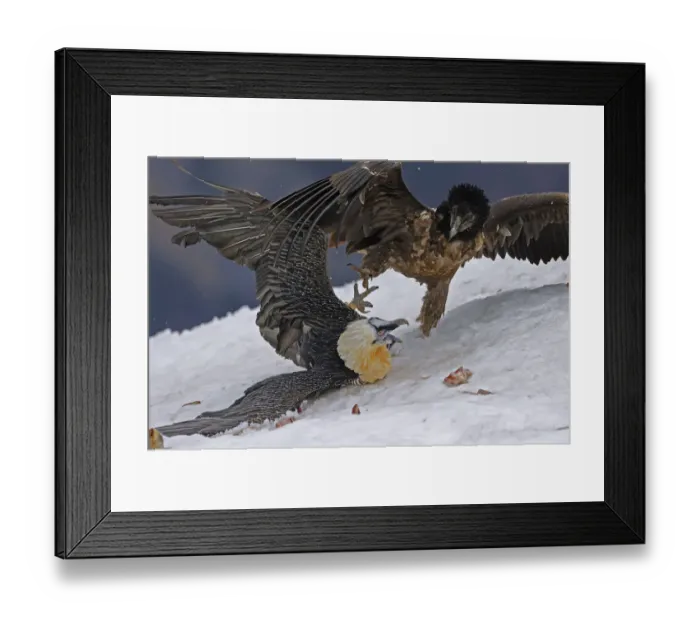 Framed Print : Lammergeier / Bearded vulture (Gypaetus barbatos) adult and juvenile squabbling over food in snow Framed Print : Lammergeier / Bearded vulture (Gypaetus barbatos) adult and juvenile squabbling over food in snow