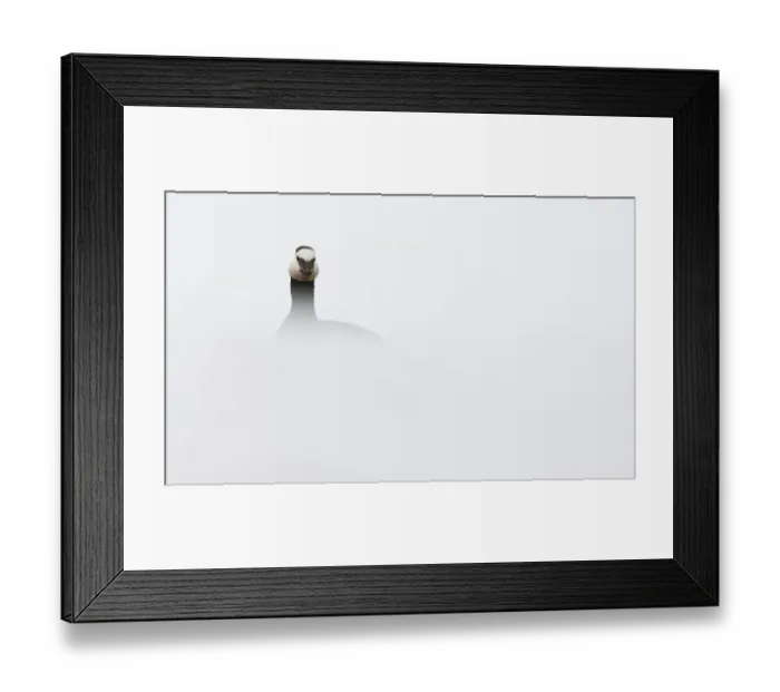 Framed Print : Barnacle goose (Branta leucopsis) in snow, Spitsbergen, Svalbard, Norway, June 2009 Framed Print : Barnacle goose (Branta leucopsis) in snow, Spitsbergen, Svalbard, Norway, June 2009