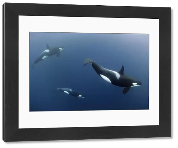 Three Killer whales  /  Orcas (Orcinus orca) underwater, Kristiansund, Nordmore, Norway