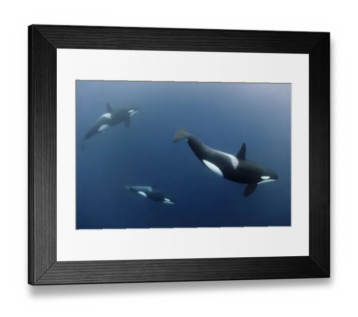 Framed Print : Three Killer whales / Orcas (Orcinus orca) underwater, Kristiansund, Nordmore, Norway Framed Print : Three Killer whales / Orcas (Orcinus orca) underwater, Kristiansund, Nordmore, Norway