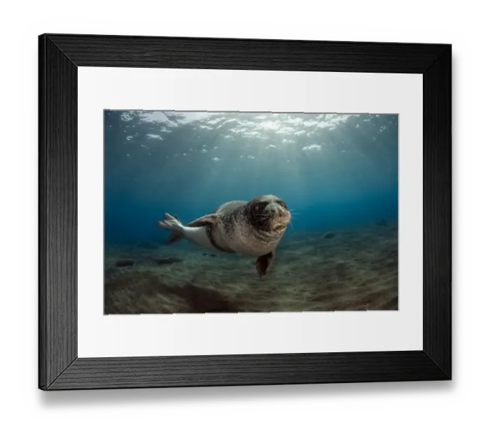 Framed Print : Male Monk seal (Monachus monachus) portrait, Deserta Grande, Desertas Islands, Madeira Framed Print : Male Monk seal (Monachus monachus) portrait, Deserta Grande, Desertas Islands, Madeira