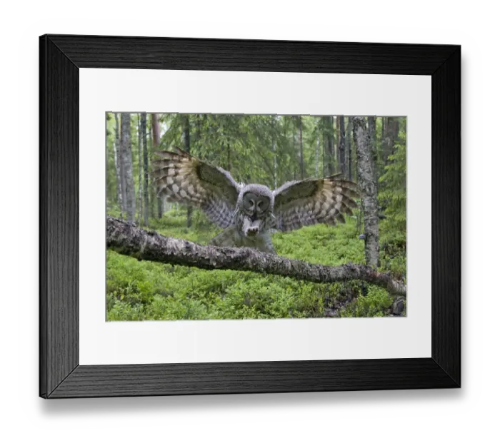 Framed Print : Great grey owl (Strix nebulosa) landing on branch, Oulu, Finland, June 2008 Framed Print : Great grey owl (Strix nebulosa) landing on branch, Oulu, Finland, June 2008