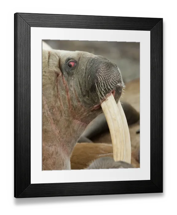 Framed Print : Walrus (Odobenus rosmarus) portrait, Richardlagunen, Forlandet National Park, Prins Karls Forland Framed Print : Walrus (Odobenus rosmarus) portrait, Richardlagunen, Forlandet National Park, Prins Karls Forland