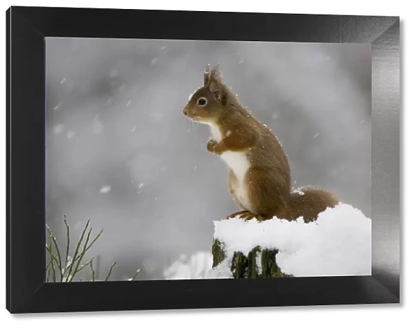 Red squirrel (Sciurus vulgaris) sitting on tree stump in snow, Glenfeshie, Cairngorms NP