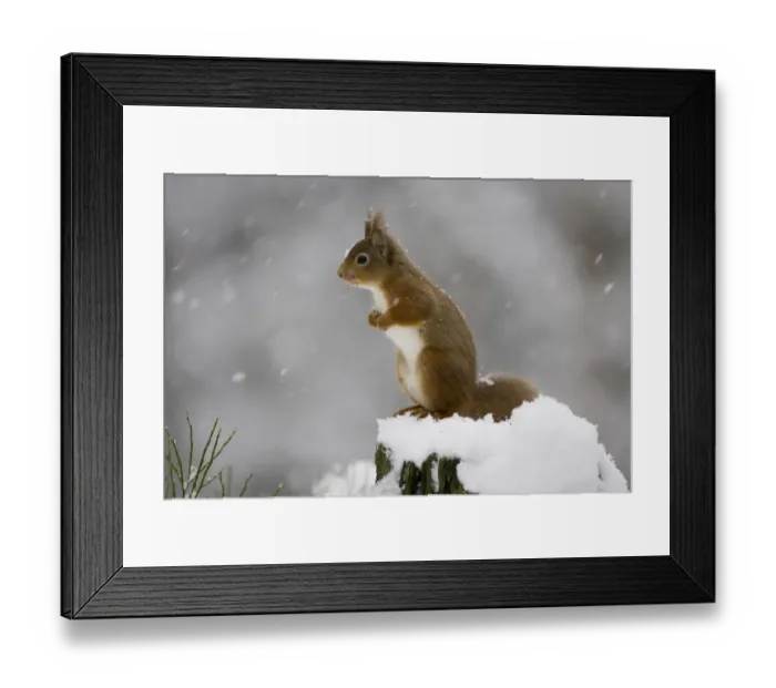 Framed Print : Red squirrel (Sciurus vulgaris) sitting on tree stump in snow, Glenfeshie, Cairngorms NP Framed Print : Red squirrel (Sciurus vulgaris) sitting on tree stump in snow, Glenfeshie, Cairngorms NP