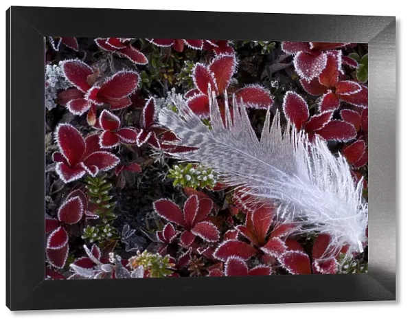 Frost on Willow grouse (Lagopus lagopus) feather on Mountain bearberry (Arctous alpinus)