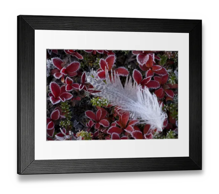Framed Print : Frost on Willow grouse (Lagopus lagopus) feather on Mountain bearberry (Arctous alpinus) Framed Print : Frost on Willow grouse (Lagopus lagopus) feather on Mountain bearberry (Arctous alpinus)